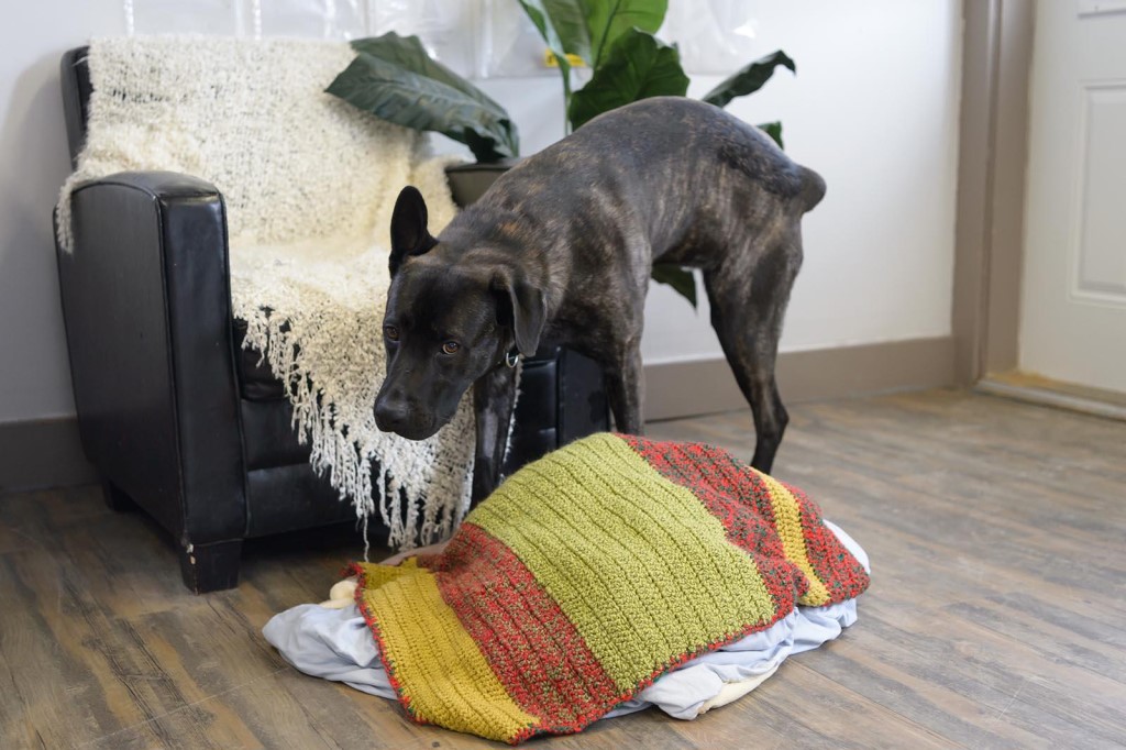 Нечистоплотность: мечение. Собака гадит на кровать — что делать, как отучить  испражняться дома.